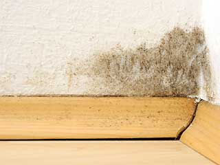 Mold Removal | Hacienda Heights Carpet Cleaning