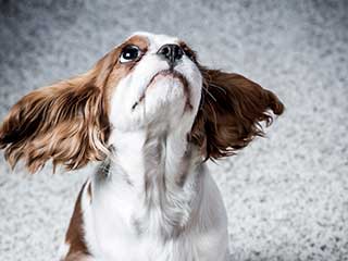 Carpets Free of Pet Stains and Fleas | Hacienda Heights Carpet Cleaning