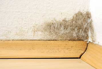 Mold Removal | Hacienda Heights, CA