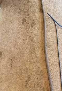 Low Cost Stain Removal For Hillgrove Home